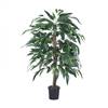 4' Mango Bush