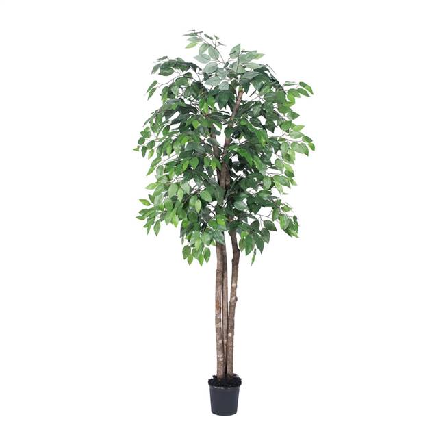 6' Ficus Deluxe