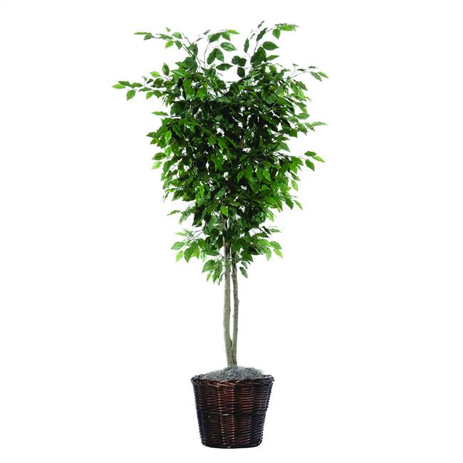 6' Ficus Deluxe