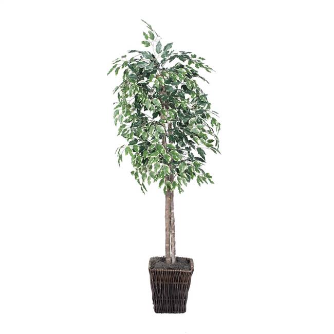 6' Varigated Ficus Tree in Square Willow