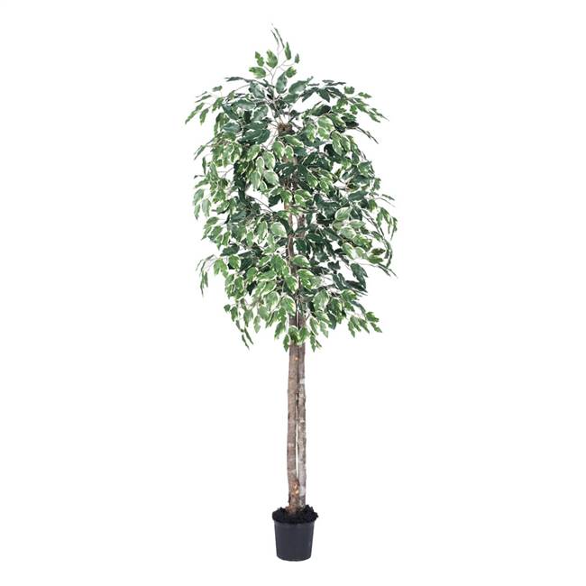 6' Variegated Ficus tree