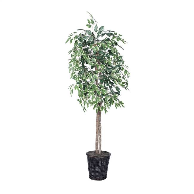 6' Variegated Ficus Tree