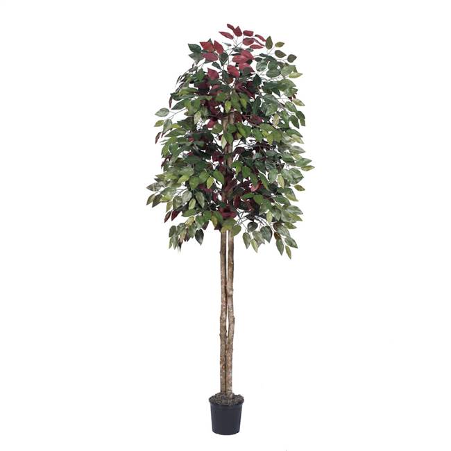 6' Capensia tree