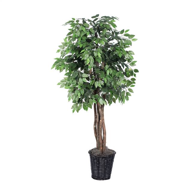 6' IFR Ficus Executive Tree