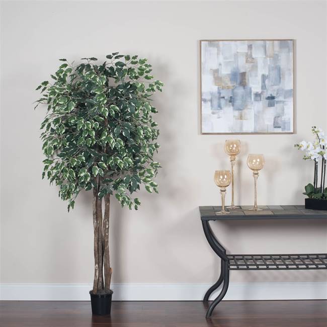 6' Variegated Ficus Executive