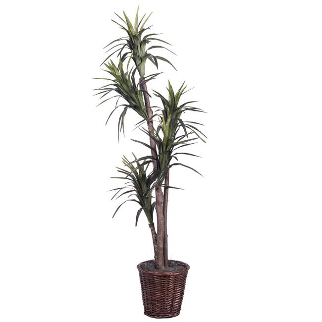 6' Marginata Executive