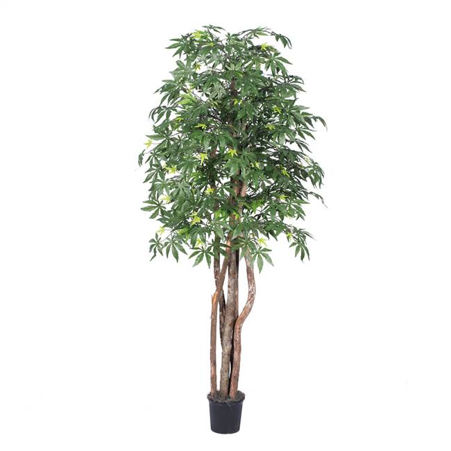 6' Japanese Maple Executive