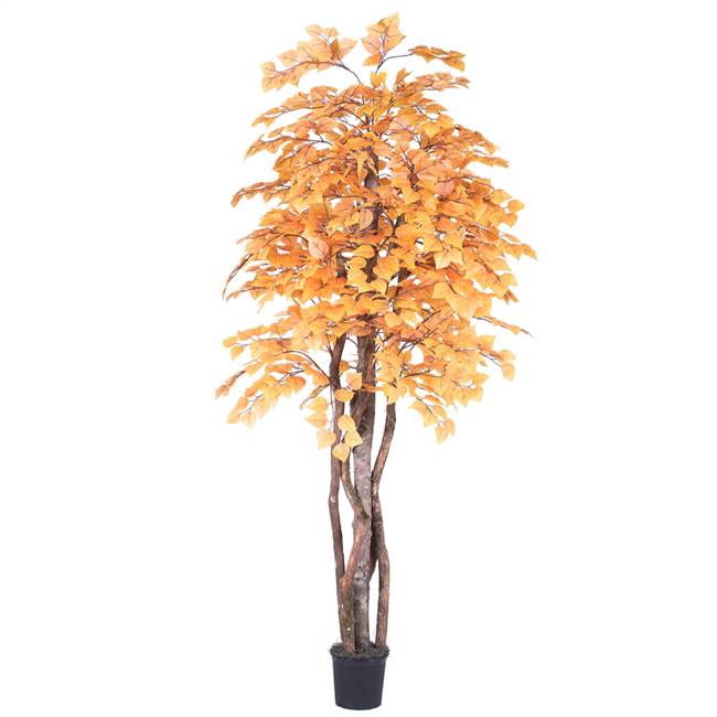 6' Golden Aspen Executive Tree