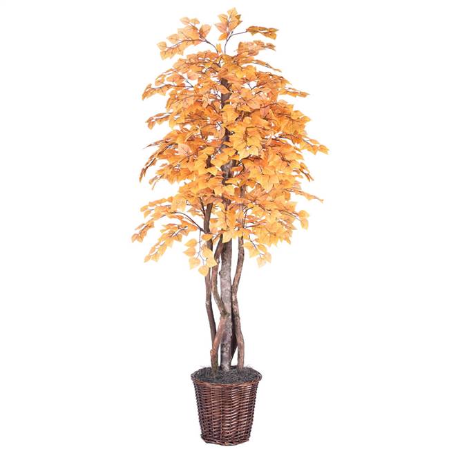 6' Golden Aspen Executive Tree