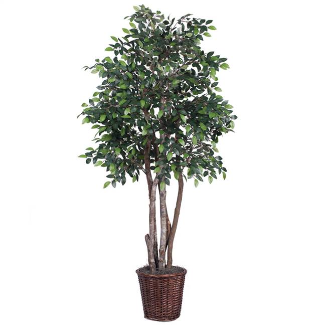 6' Mini Ficus Executive