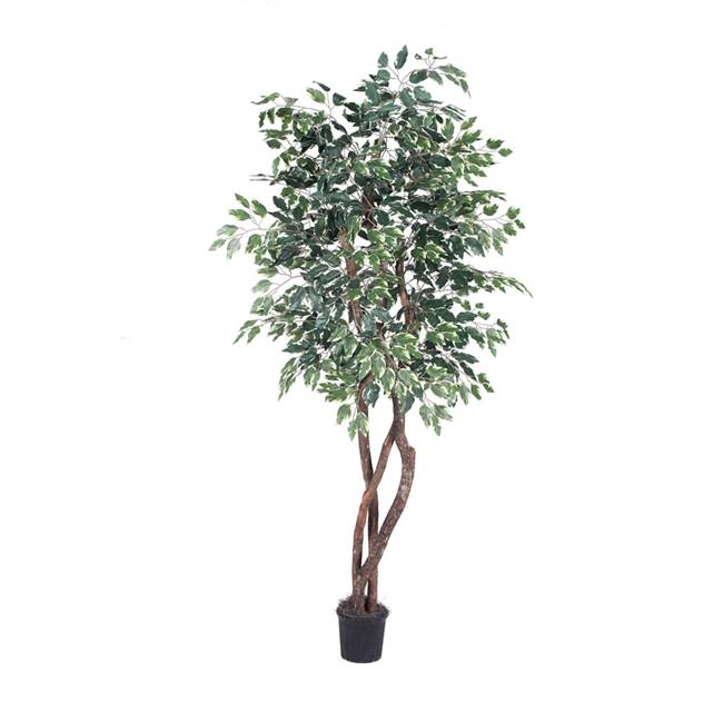 6' Varigated Ficus Heartland