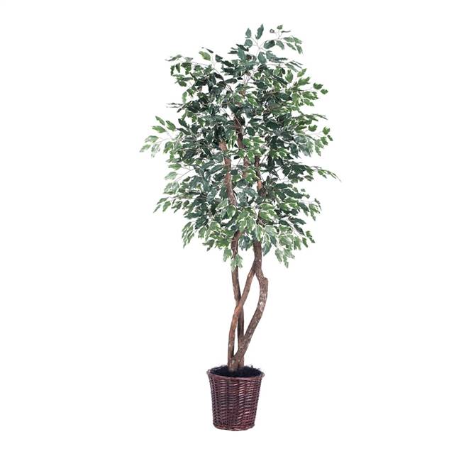 6' Varigated Ficus Heartland