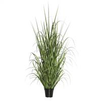 24" Green Ryegrass in Pot