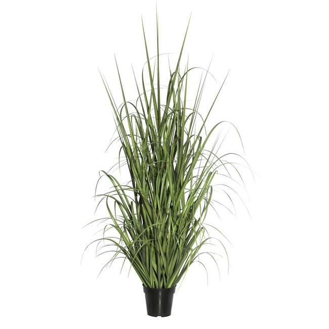 24" Green Ryegrass in Pot