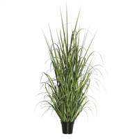 36" Green Ryegrass in Pot