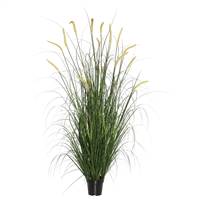 36" Green Foxtail Grass in Pot