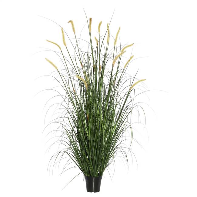 36" Green Foxtail Grass in Pot