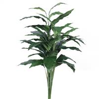 3' Spathiphyllum Plant X 5 W/40 Lvs