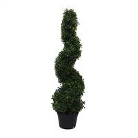 3' IFR Boxwood Spiral Tree In Pot