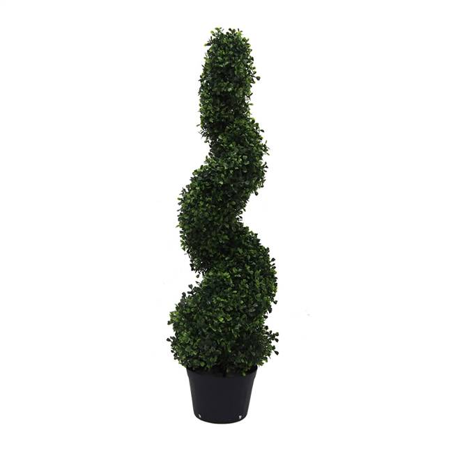3' IFR Boxwood Spiral Tree In Pot