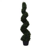 4' Boxwood Spiral In Pot (UV)