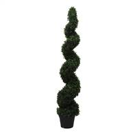 5' IFR Boxwood Spiral Tree In Pot