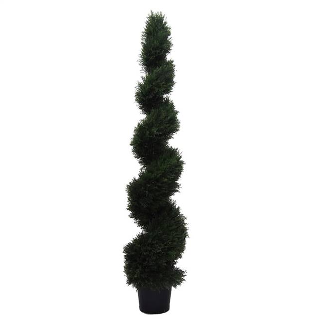 6' IFR Cedar Spiral Tree In Pot