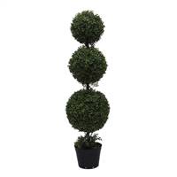 4' Boxwood Triple Ball in Pot (UV)