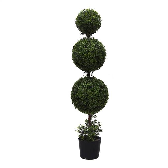 5' Boxwood Triple Ball in Pot (UV)