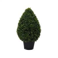 24" Boxwood Teardrop Shaped In Pot (UV)