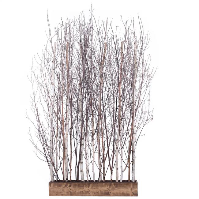 8' Winter Birch Room Divider