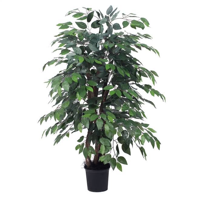 4' Ficus Extra Full