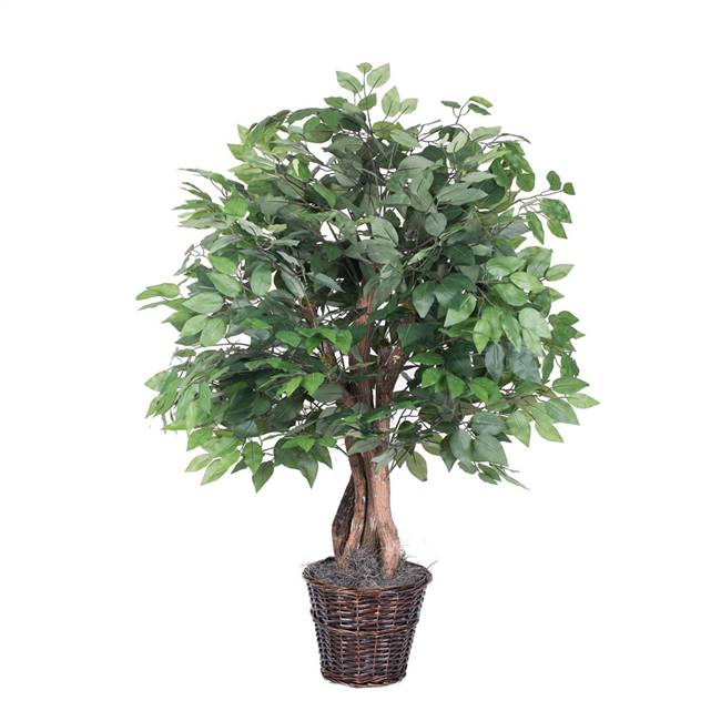 4' Ficus Extra Full