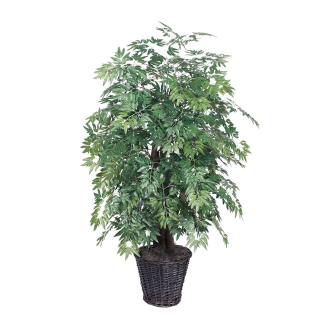 4' Ming Aralia Extra Full