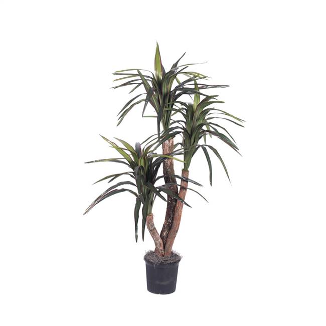 4' Marginata Extra Full