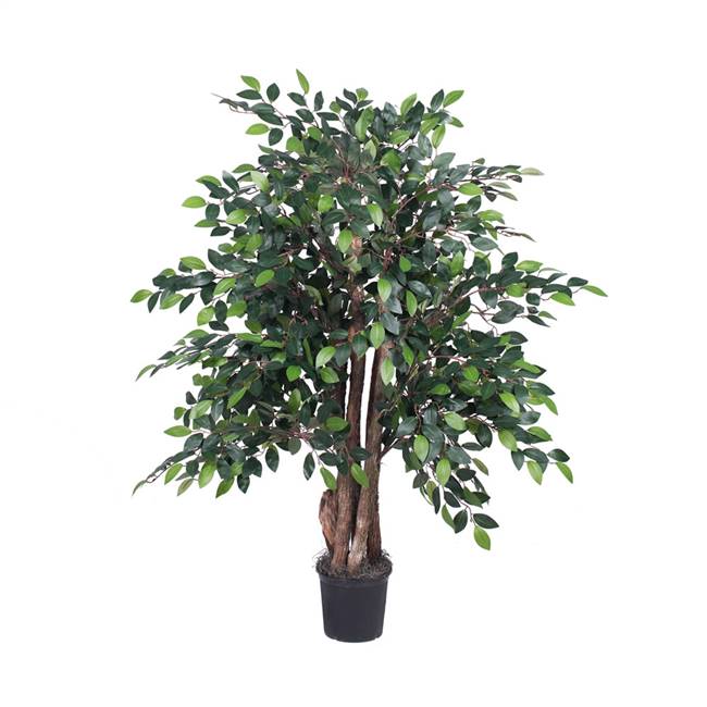 4' Mini Ficus Extra Full