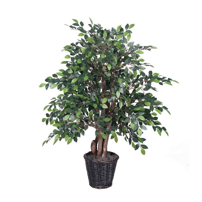 4' Mini Ficus Extra Full