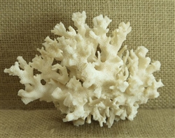 Coral Cluster - Small