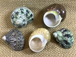 Small Hermit Crab Turbo Shell Pack