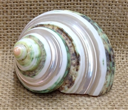 Silvermouth Turbo Shell - Double Band
