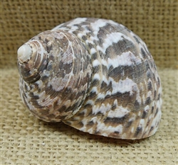 <!90>Turbo Stripe Shell - Natural - 1_1/16 Inch Opening