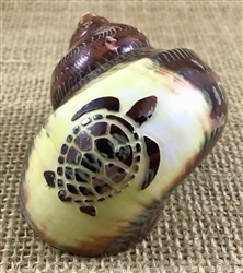 Carved Petholatus Turtle