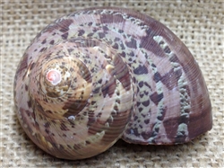 <!90>Tapestry Shell - Natural - 1_1/16 Inch Opening