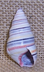 Natural Candy Snail 5-8inch