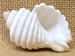 Groovy White Shell
