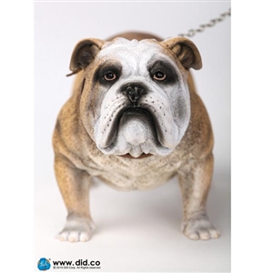 Dog: DiD British Bulldog (AS002A)