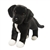 Twister the Plush Black Lab & Pit Bull Mix Rescue Pup by Douglas