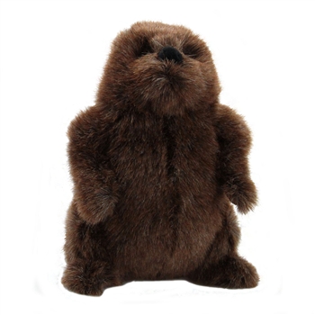 Chuckwood the Plush Groundhog by Douglas