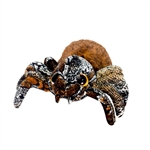 Brown Spider Stuffed Animal by Fiesta