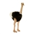 Handcrafted 32 Inch Lifelike Male Ostrich Stuffed Animal by Hansa